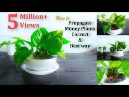 How To Propagate Money Plants Correct Best Way Propagating Pothos From Cuttings Green Plants Youtube Plants Money Plant Propagating Plants