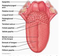 Image result for papillomavirus tongue)