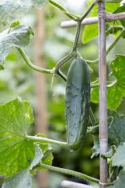 Image result for Cucumis sativus