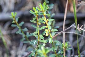 Image result for Phyllanthus beillei