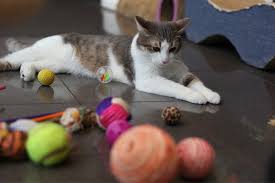 Cats will use a cat scratching post for many reasons. Best Cat Toys For Bored Cats All To Do With Cats