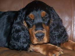 Field bred gordon setter puppies. Pin On Gordon Setters