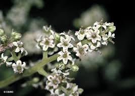 Image result for Embelia ruminata