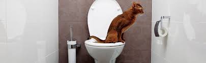 Soak up any fresh urine with dry paper or cloth towels. How To Find The Mysterious Cat Pee Smell Pet Junction