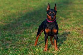 The chihuahua maybe a little, however, assured dog that likes to offer and receive attention. 20 Short Haired Dog Breeds For Lower Maintenance Care