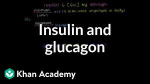 · to treat very low blood sugar (severe hypoglycemia) in people with diabetes mellitus. Insulin And Glucagon Video Bioenergetics Khan Academy