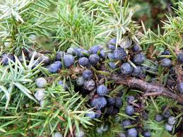 Il ginepro è un arbusto di origine asiatica ed europea, diffuso in italia anche in natura. Con Le Bacche Di Ginepro Il Vino Di Ginepro Itinerari E Luoghi