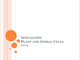 However, first we'll consider what the typical structures of most animal cells are. Ppt Specialized Plant And Animal Cells Powerpoint Presentation Free Download Id 1881113