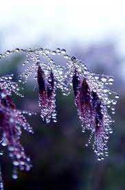 coco 的美術館 晶瑩通透的露珠 nature dew drops nature photography