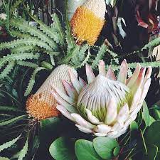 Protea Designconundrum Flowers Instagram Flowers Beautiful Flowers