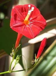 Image result for Ipomoea hederifolia