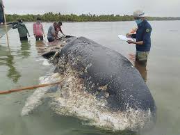 We would like to show you a description here but the site won't allow us. Belum Bisa Dipastikan Penyebab Kematian Paus Sperma Di Wakatobi Dari Laut