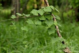 Image result for Kedrostis leloja