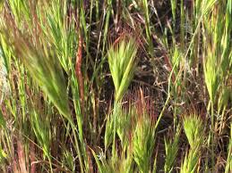 Bromus rubens - KnowYourWeeds