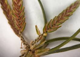 Image result for Cyperus tenuispica