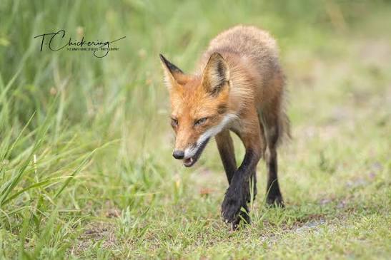 Adult red fox hunting in Bombay Hook National Wildlife Refuge | Smyrna, DE