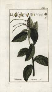 Image result for Petiveria alliacea