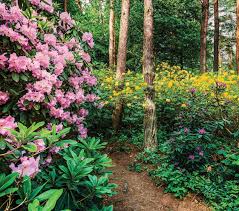 Ships national from the nursery or wholesale to local area portland oregon, vancouver Non Stop Blooms Stage A Flowering Performance For Three Seasons Smith Mountain Lake Home Magazine