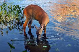 From the psalm 42:1 as the deer pants for the water brooks, so pants my soul for you, o god. 1025 As The Deer The Christian Nerd
