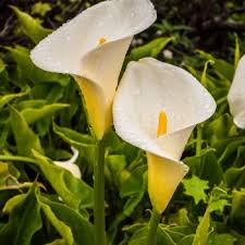 Check spelling or type a new query. Flowers That Begin With Z A To Z Flowers
