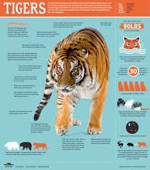 Tigers Are The Largest Member Of The Cat Family Siberian Tiger Quest Tiger Fact Sheet Nature Pbs Tiger Facts Tiger Pictures Siberian Tiger