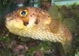What You Should Know Before Getting A Porcupine Puffer Pethelpful