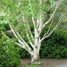 Bouleau Blanc De L Himalaya Betula Utilis Jacquemontii Doorenbos Pflanzen Garten Baum