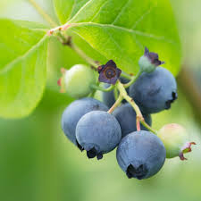 What is the best type of soil to grow blueberries? Ask Alys Can I Grow Blueberries Without Peat Gardening Advice The Guardian