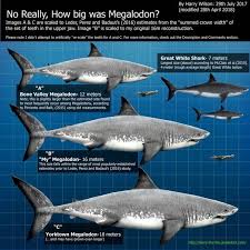 Megalodon The Real Facts About The Largest Shark