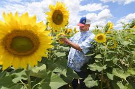 Visit gurney's help page for frequently asked questions about plant care, planting, ordering, shipping, our guarantee, coupons, our safe seed pledge and more. Sunflowers Local News Theeagle Com
