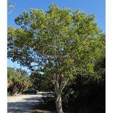 We did not find results for: Buy Swietenia Mahagoni Small Leaved Mahogany With Canarius