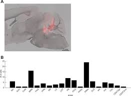 Check spelling or type a new query. State Dependent Brainstem Ensemble Dynamics And Their Interactions With Hippocampus Across Sleep States Elife