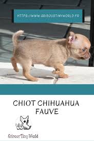 Chiot Chihuahua Dog Advice Baby Chihuahua Cute Dog Photos