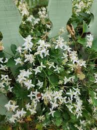 Image result for Clematis commutata
