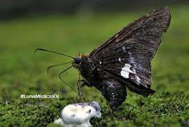 Significado De Las Mariposas Negras Luna Mistica O Facebook