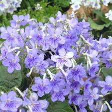 Image result for Streptocarpus montis-bingae