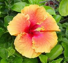 Maybe you would like to learn more about one of these? Tradewinds One Of The Largest Hibiscus Flower Hibiscus Flowers Hibiscus Flowers