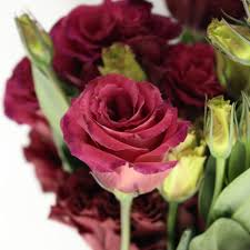 Image result for eustoma maurine