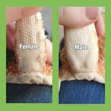 Pin Bearded Dragon Names For A Girl Marvelous Baby Bearded Dragon Bearded Dragon Diet Bearded Dragon Care