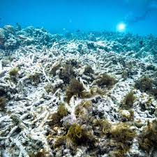 The great barrier reef is one of the seven wonders of the natural world, and pulling away from it, and viewing it from a greater distance, you can understand why. Great Barrier Reef Is Bleaching Again It S Getting More Widespread The New York Times