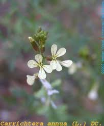 Image result for Carrichtera annua