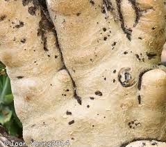 Image result for Cyphostemma barbosae