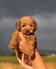 Toy Goldendoodle Puppies of Illinois!! - Maple Valley Puppies