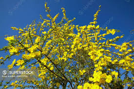 Image result for Rhigozum brevispinosum