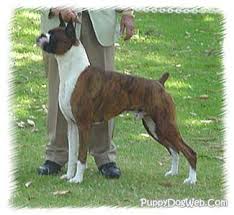 Boxer Dog Breeder Goldenacresdogs Com
