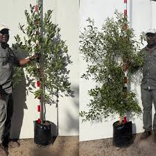 Image result for Ficus chirindensis