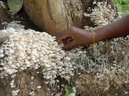 We did not find results for: 2 Dead 5 Taken Ill In Assam After Consuming Poisonous Mushrooms Guwahati News Times Of India