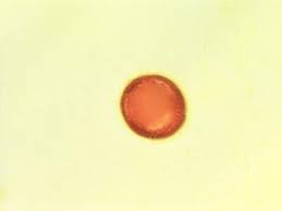 Image result for Hilleria