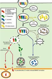Life Cycle Of Intracellular Bacteria M Tuberculosis Inhibits The Download Scientific Diagram