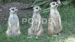 Select from premium funny animals of the highest quality. Funny Animals Stock Video Footage Royalty Free Funny Animals Videos Pond5